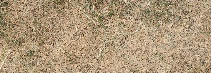 Verdorrter Rasen mit vereinzelten grünen Halmen